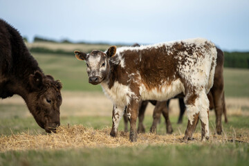 beef cows and calf on a farm eating hay in summer