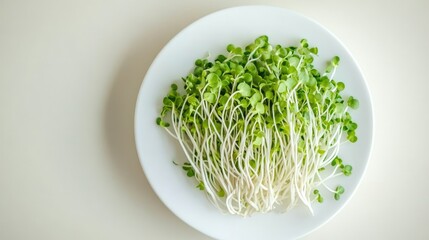 Bean sprouts carefully placed on a white plate with a simple background, showcasing their freshness and natural crunchiness.