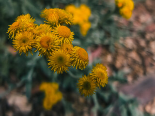 Yellow flowers in the garden