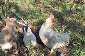 natural colourful chicken macro photo
