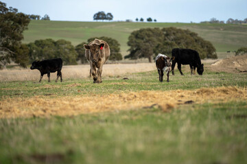 cow and calf cross on a farm in summer in australia
