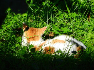 natural tabby cat macro photo