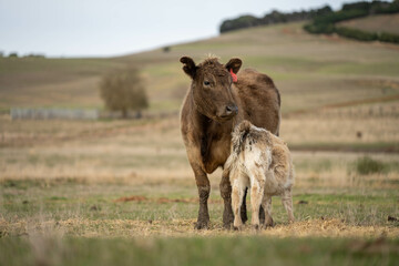 Obraz premium beef cows and calf on a farm eating hay in summer