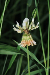 Fototapeta premium greater quaking grass plant macro photo
