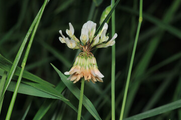 greater quaking grass plant macro photo