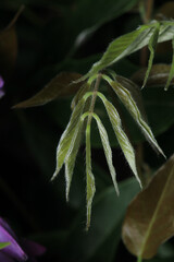 greater quaking grass plant macro photo