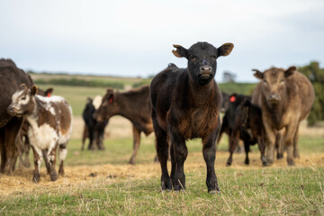 beef cows and calf on a farm eating hay in summer © Phoebe