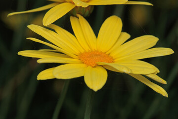 chrysanthemum indicum yellow flower macr