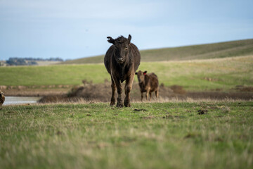 Fototapeta premium beautiful cattle in Australia eating grass, grazing on pasture. Herd of cows free range beef being regenerative raised on an agricultural farm. Sustainable farming 