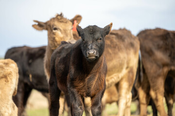 sustainable livestock farming with a cattle herd in a drought