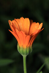 argyranthemum yellow flower macro photo