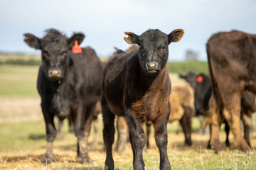 cow and calf cross on a farm in summer in australia