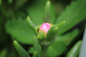 succulent opens this flower macro photo