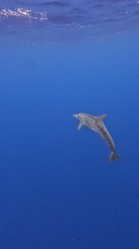 Video about Rough-toothed dolphin in the Pacific Ocean Tahiti