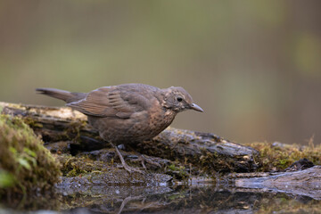 female Blackbird Turdus merula on the forest puddle bird batch time Poland Europe drinking water