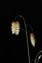 greater quaking grass plant macro photo