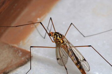 natural nephrotoma insect macro photo