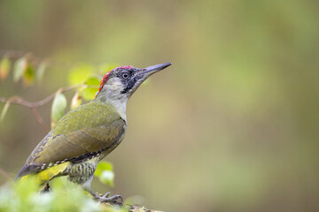 Bird - Green woodpecker Picus viridis on forest pond, bird drinking water, wildlife Poland Europe