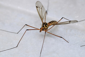 natural nephrotoma insect macro photo