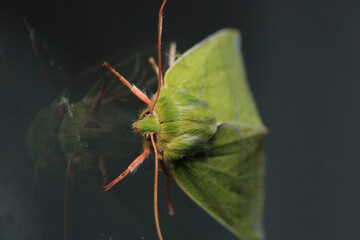 natural green silver lines moth macro photo