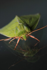 natural green silver lines moth macro photo