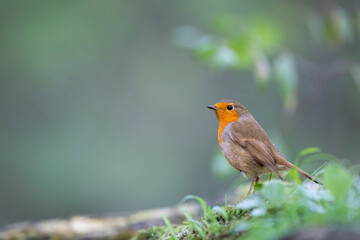 Bird Robin Erithacus rubecula, small bird in forest puddle, summer time in Poland Europe bird drinking water
