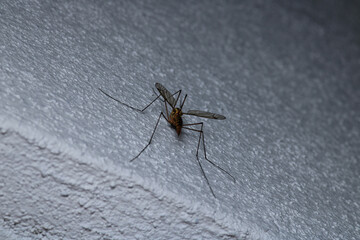 natural nephrotoma insect macro photo