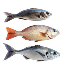 Obraz premium set of fish