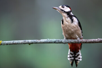 Birds - male Great spotted woodpecker - Dendrocopos major, woodpecker sitting on a tree trunk, autumn time in forest pond bird drinking water