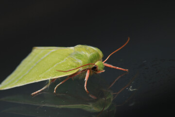 natural green silver lines moth macro photo