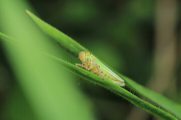 Natural passionflower insect macro photo