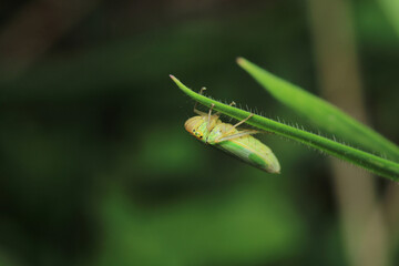 Natural passionflower insect macro photo
