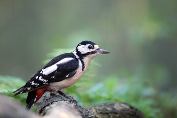 Birds - male Great spotted woodpecker - Dendrocopos major, woodpecker sitting on a tree trunk, autumn time in forest pond bird drinking water