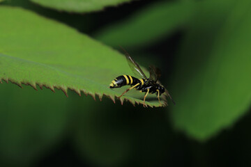 natural tenthredo insect macro photo