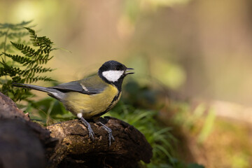 Bird - Colorful great tit Parus major drinking water and bathing in forest pond, photographed in horizontal, amazing background, summer time