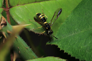 natural tenthredo insect macro photo