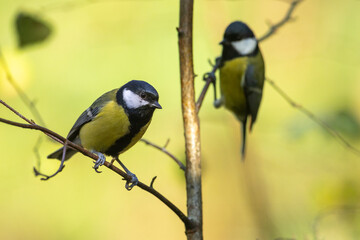 Bird - Colorful great tit Parus major drinking water and bathing in forest pond, photographed in horizontal, amazing background, summer time