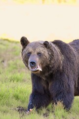 Fototapeta premium Wild Wonders: Finnish Bears at the Russian Border