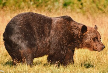 Wild Wonders: Finnish Bears at the Russian Border