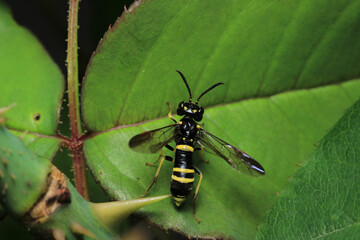 natural tenthredo insect macro photo