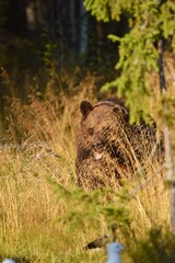 Wild Wonders: Finnish Bears at the Russian Border