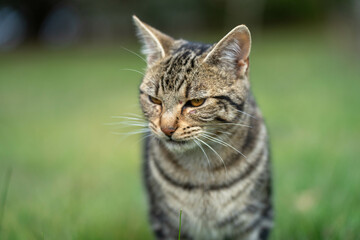 farm cat walking on the lawn outside