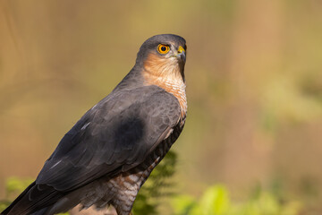 Birds of prey male Sparrowhawk Accipiter nisus, hunting time bird sitting on forrest pond and drinking water, Poland Europe