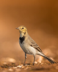 Bird juvenile White wagtail Motacilla alba small bird with long tail on light blurred background, Poland Europe