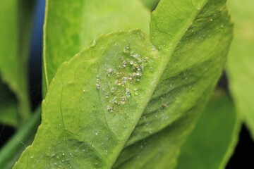 water drops macro photo on grass