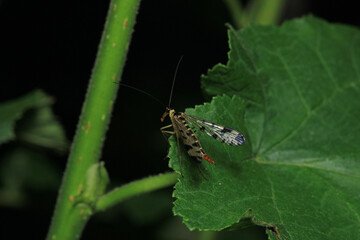 natural nephrotoma insect macro photo