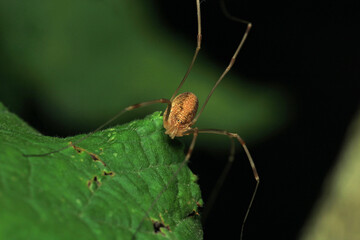 pholcus phalangioides spider macro photo