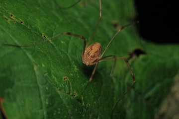 pholcus phalangioides spider macro photo