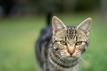 farm cat walking on the lawn outside