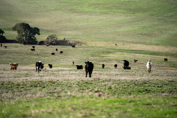 farm cows in a paddock eating grass after summer